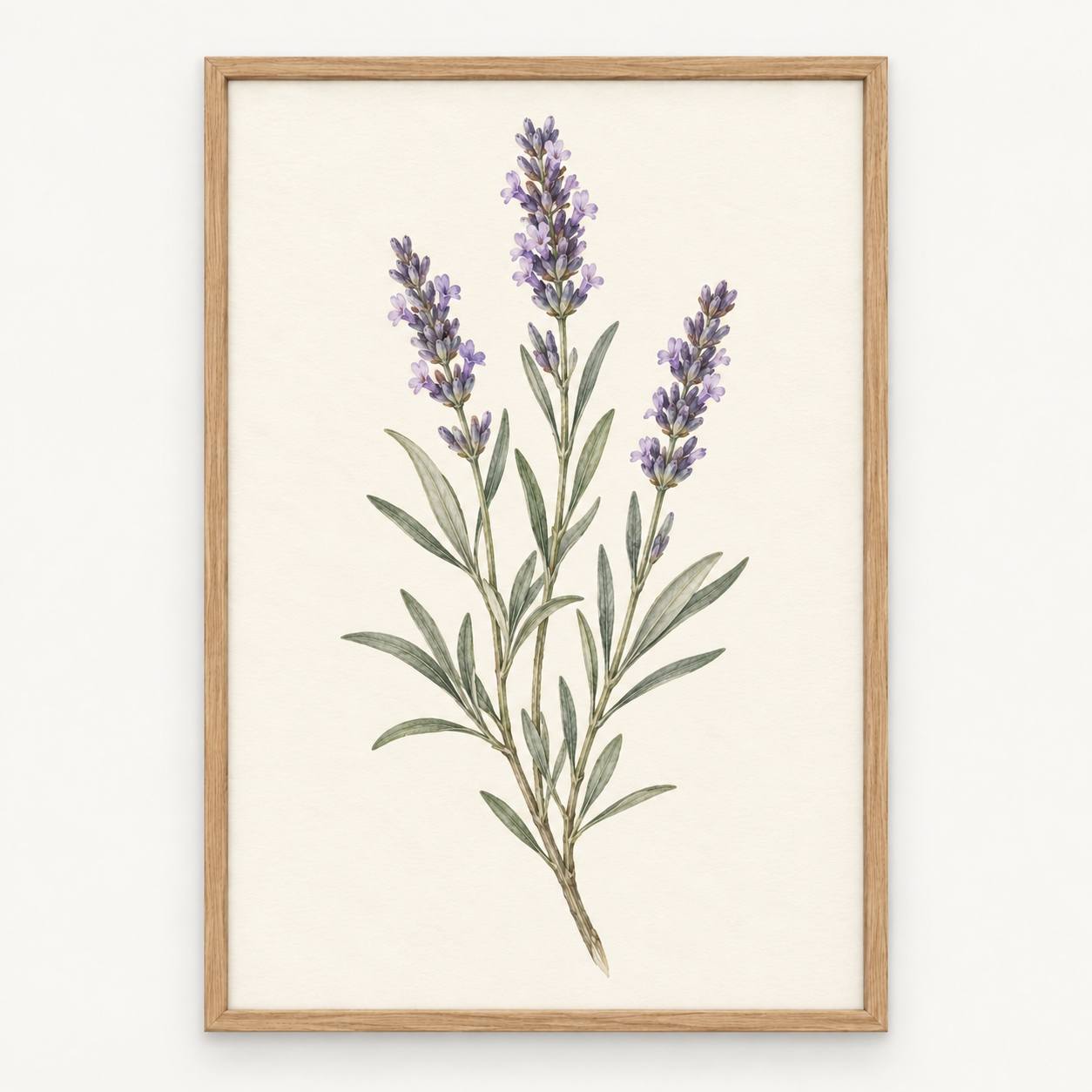 Lavanda 1 / 3