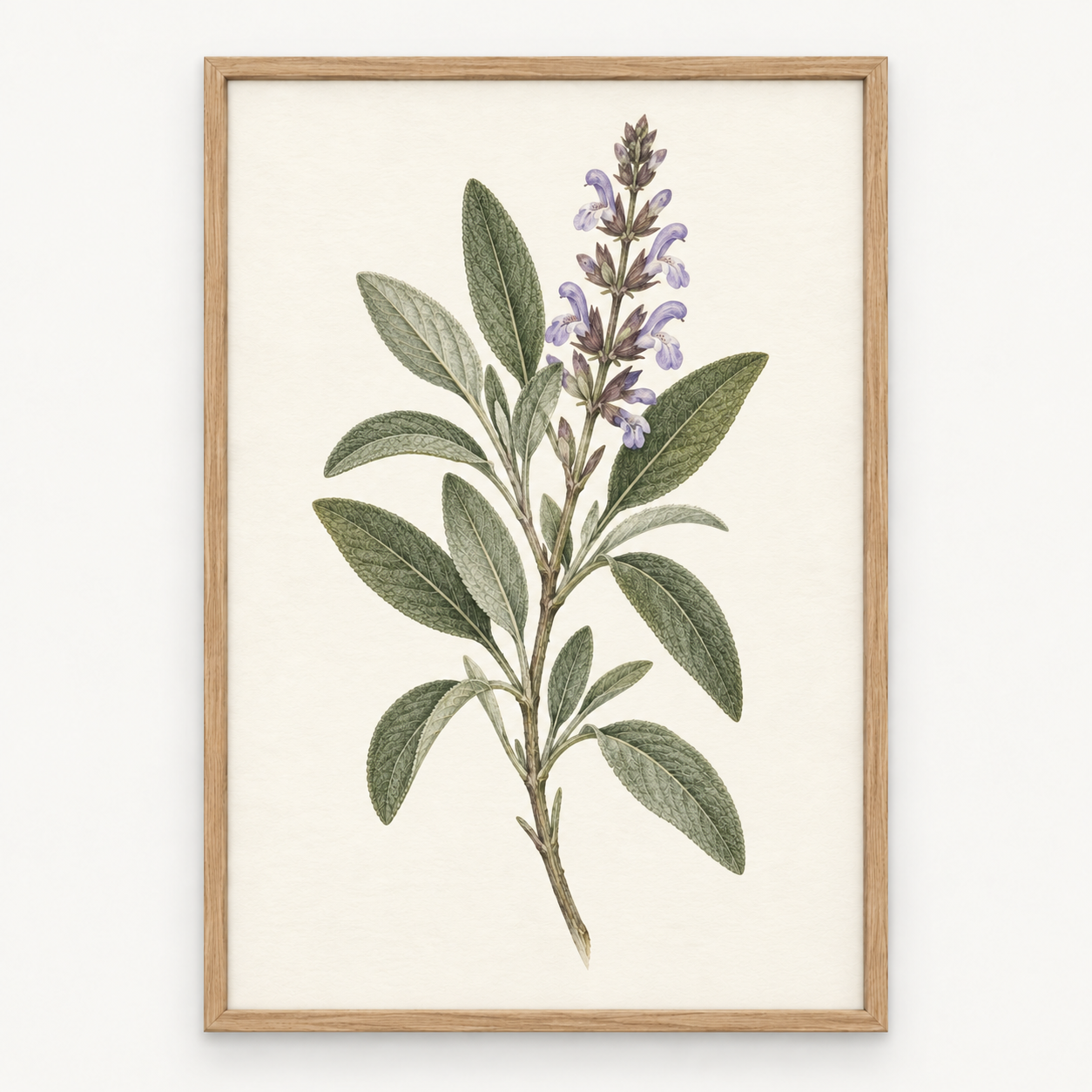 Salvia